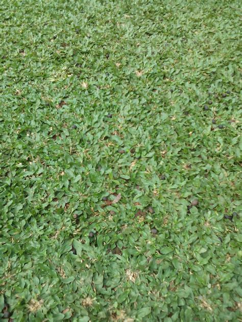 Taman Memakai Rumput Gajah Mini | Habiban Plants