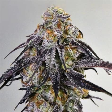 Sour Diesel Feminized Seeds - The Seed Connect