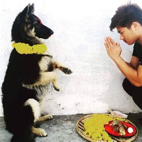 Day of the Dog: A day before Diwali, Nepal celebrates 'dog puja festival' with fervour - See ...