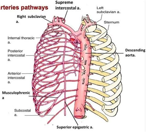 Visual Anatomy 視覚解剖学