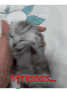 Stress Cat Cat Cute GIF - Stress Cat Cat Cute Cat - Discover & Share GIFs