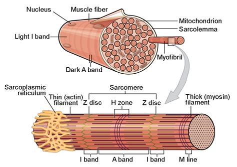 Skeletal Muscle Fiber Diagram Labeled