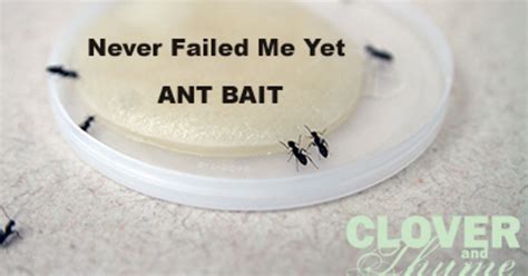 Homemade Ant Bait | Hometalk