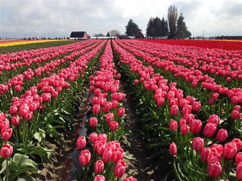 Skagit Valley Tulip Festival | Global Adventuress