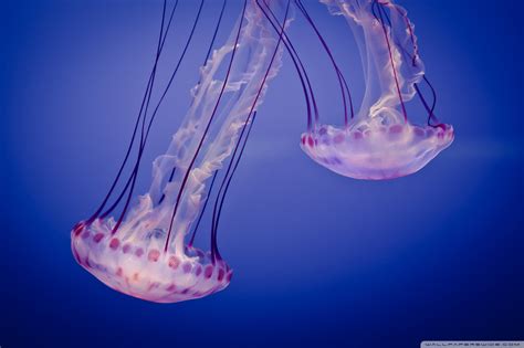 Pink Jellyfish wallpaper | 2000x1333 | #82533