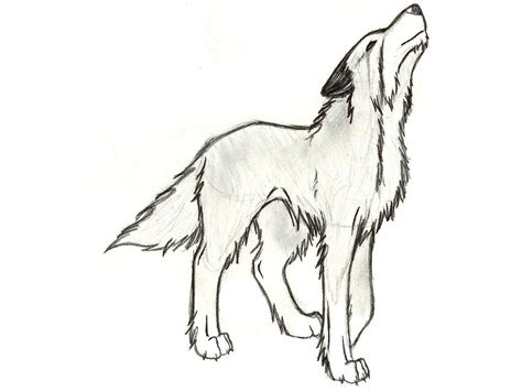 another black and white wolf | Black and white drawing, Black and white, White wolf