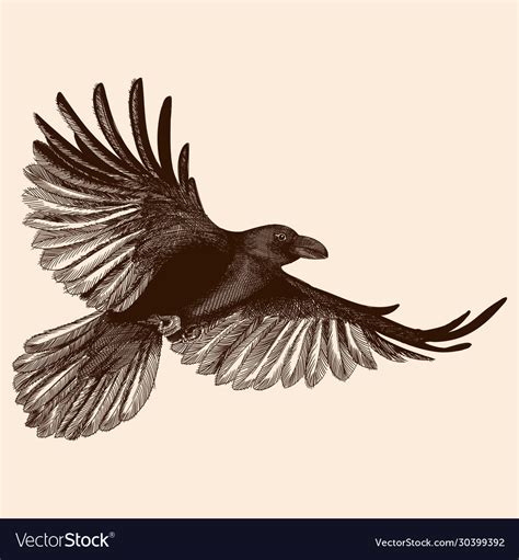 Raven in flight Royalty Free Vector Image - VectorStock