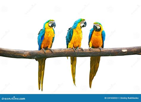 Blue-and-Yellow Macaw Talking Stock Image - Image of macaw, bird: 24165033