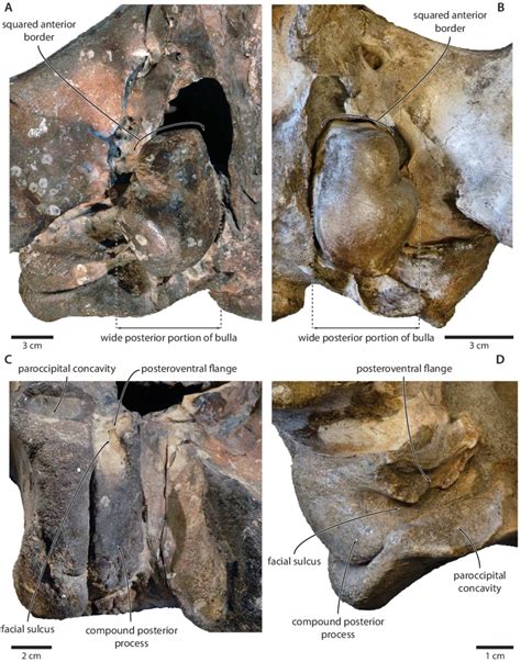 Comparison of the auditory regions of (A, C) the presumed tranatocetid... | Download High ...