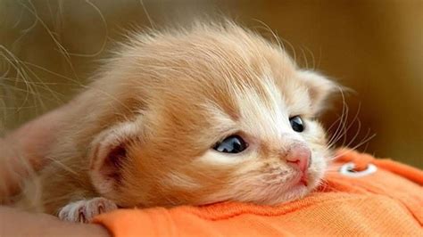 Cute Baby Cat Images Wallpaper - Cat's Blog