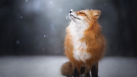 3840x2160 Fox Enjoying Snowfall 4K ,HD 4k Wallpapers,Images,Backgrounds,Photos and Pictures