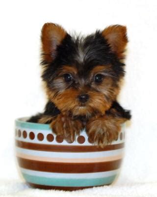 Teacup Dogs: All About Teacup Puppies