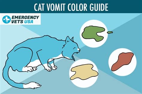 Cat Vomit Color Chart | What Does Your Cat's Vomit Colors Mean