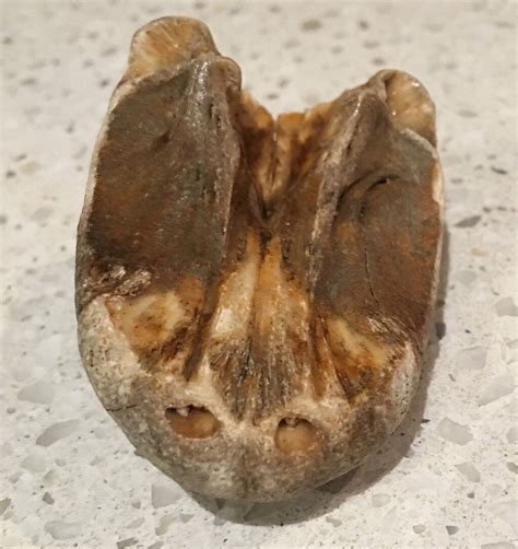 Found on Australian Beach (more in comments) : whatisthisthing