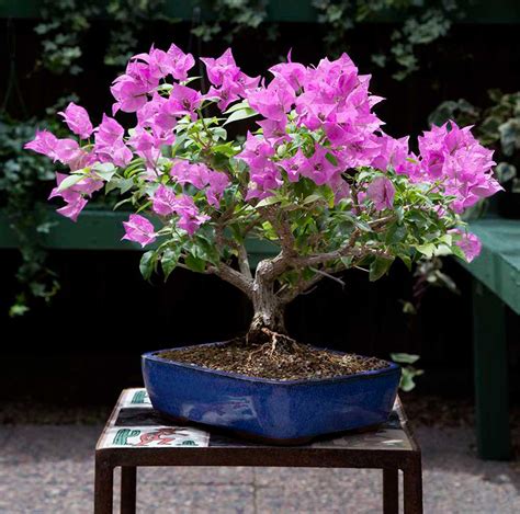 Cultivate a Bougainvillea Bonsai - Phoenix Home & Garden