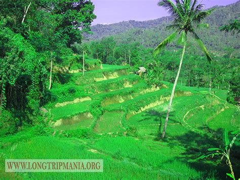 Inilah Foto Pemandangan Sawah Di Bali