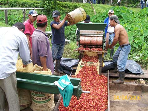 Where does coffee come from? The coffee process from A to Z.