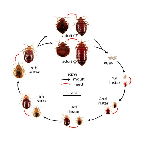 bed bug life cycle length - Kymberly Mears