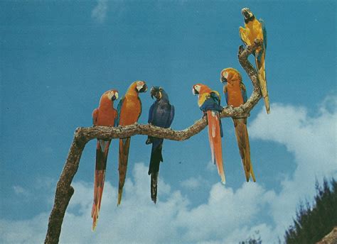 Vintage Travel Postcards: Parrot Jungle - Miami, Florida