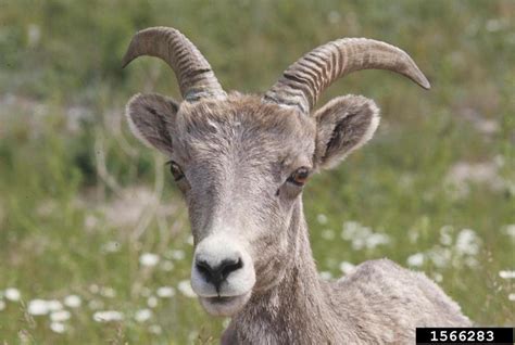 Big Horn Sheep - Ovis canadensis - NatureWorks