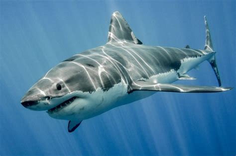 Human limbs may have evolved from shark gills