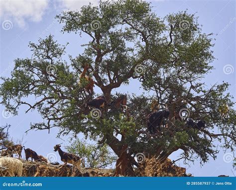 Goats Standing and Climbing in a Argan Oil Tree Stock Image - Image of ...