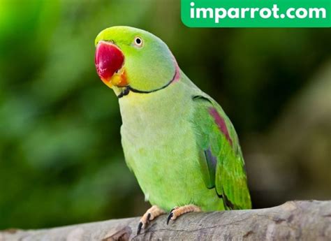 500 Plus Parrot Names in 2024 (Male, Female, Cute, Funny, and Famous Parrot Names) - imparrot