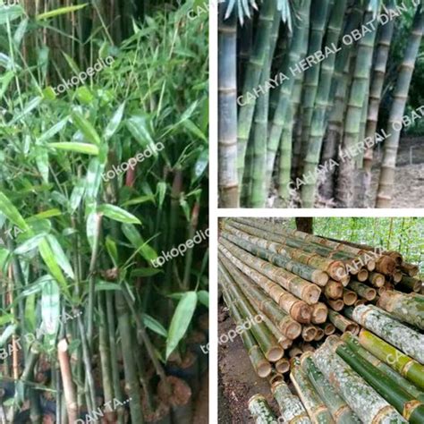 Jual Bibit Bambu Petung Bibit Tanaman Bambu Petung Asli - Kab. Bogor - CAHAYA HERBAL OBAT DAN ...