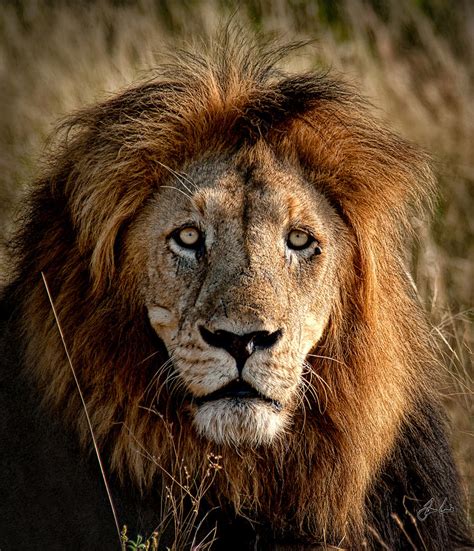 Lion Mane Photograph by Jason Lanier - Fine Art America