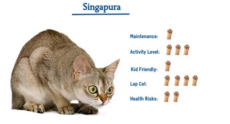 Singapura Cat Breed… Everything that You Need to Know at a Glance!