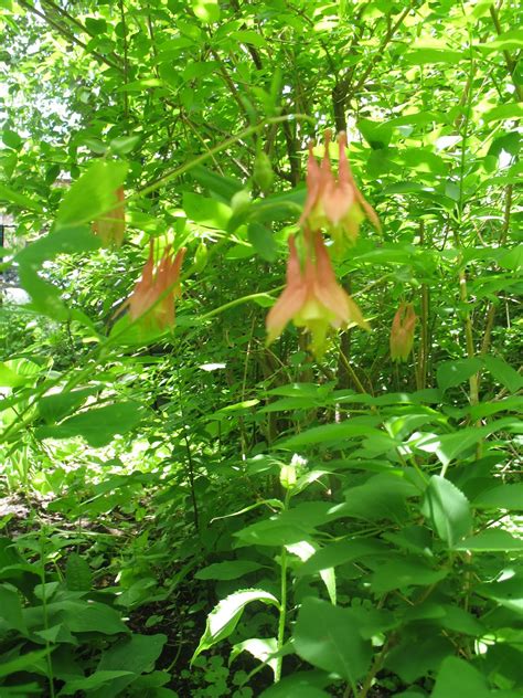 Collecting Columbine Seeds - urbantomato