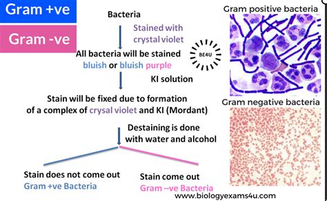 Example of Gram Negative Bacteria | ExamplesOf.net