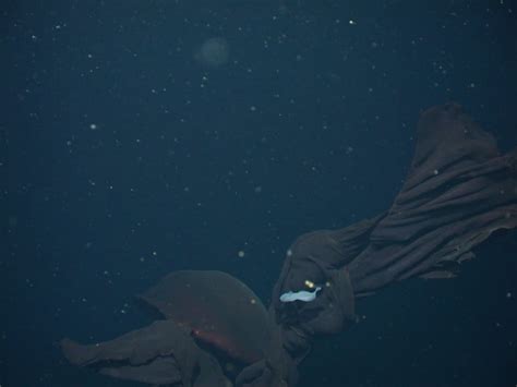 Rare Photos of Giant Phantom Jellyfish from 3,200 Feet Under the Sea ...