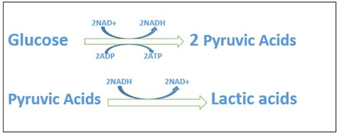 Nice Equation For Lactic Acid Fermentation Ap Physics C Formula Sheet