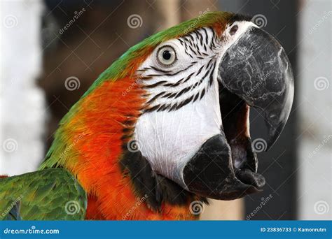 Green and Orange Macaw stock image. Image of blue, couple - 23836733