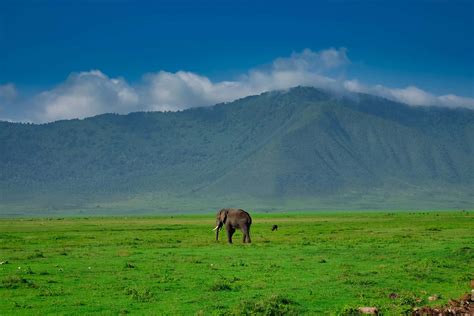 [100+] Ngorongoro Crater Wallpapers | Wallpapers.com