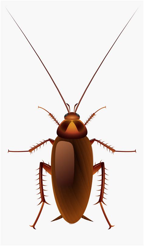 Cockroach Png Clip Art - Transparent Background Cockroach Clipart, Png ...