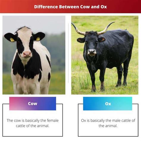 Cow vs Ox: Difference and Comparison