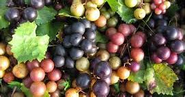 Welcome to the Pitt County Arboretum: Muscadine Grape Harvest