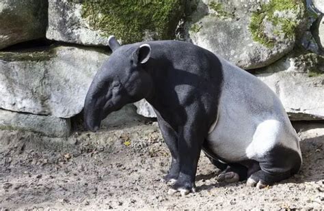 Tapir - Descriptions, Habitats, Images, Diets, and Interesting Facts