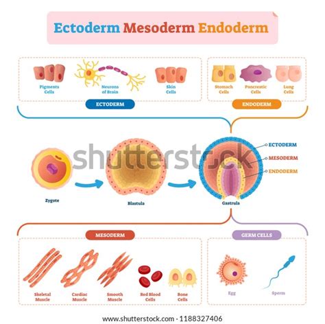 253 Endoderm Images, Stock Photos & Vectors | Shutterstock