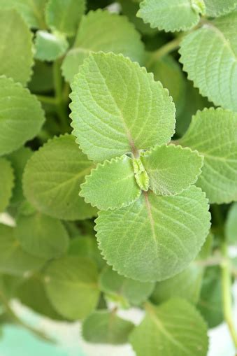 Coleus Amboinicus Lour Stock Photo - Download Image Now - Chinese Herbal Medicine, Coleus, Green ...