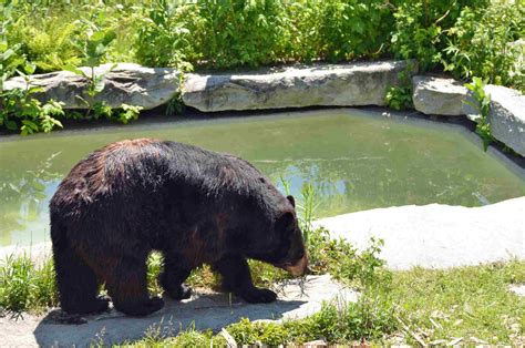 Maine Wildlife Park | See a Maine Moose Guaranteed