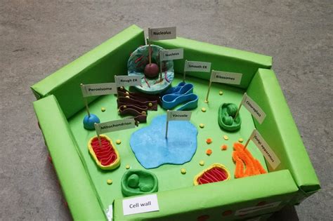 Plant Cell Project Ideas 3d