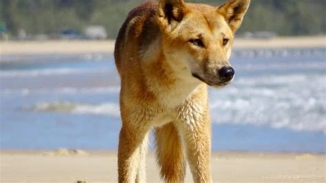 Authorities ‘increasingly concerned’ about dingoes following Fraser ...