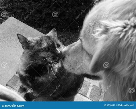 Cat and Dog stock image. Image of black, kissing, love - 1010617