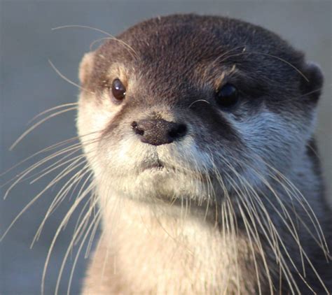 Otter Species | IUCN SSC Otter Specialist Group