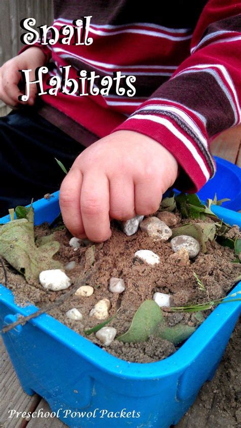 Make a Snail Habitat & Snail Anatomy | Snails preschool, Habitats, Snail and the whale