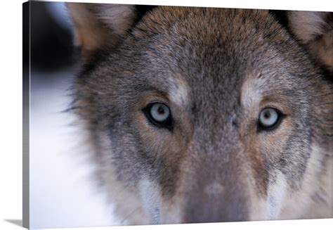 Gray wolf, eyes close up in the foothills of the Takshanuk mountains, Alaska Wall Art, Canvas ...