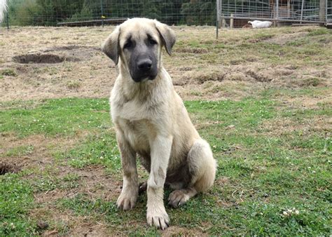 Shepherds Rest Farm: ANATOLIAN SHEPHERD PUPPIES AVAILABLE